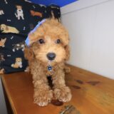 Payne Poodle 02