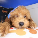 Payne Poodle 03