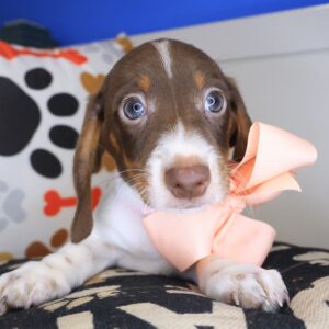 Peanut Dachshund 01 Peanut Dachshund 01