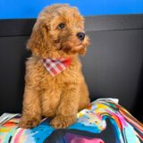 Prince Goldendoodle 01
