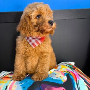Prince Goldendoodle 01 Prince Goldendoodle 01