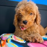 Prince Goldendoodle 02