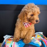 Prince Goldendoodle 03