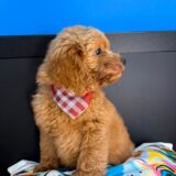 Prince Goldendoodle 04