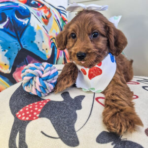 Raven Goldendoodle 01 Raven Goldendoodle 01