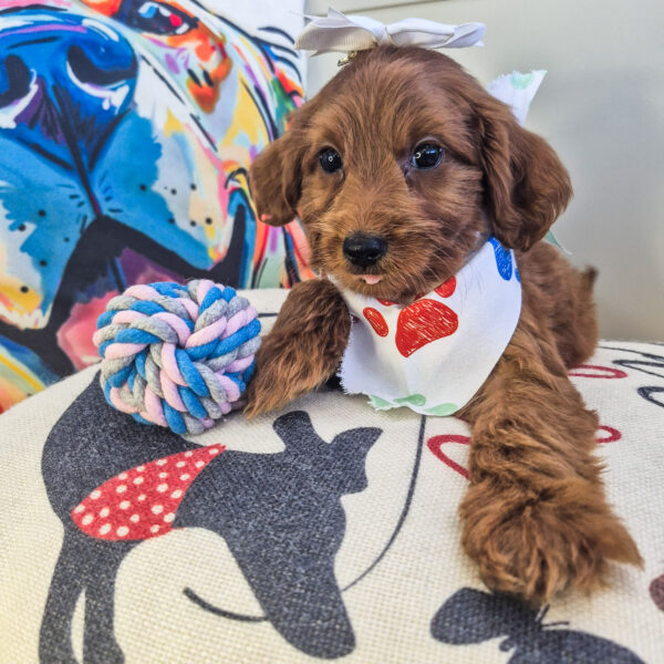 Raven Goldendoodle 01