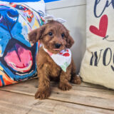Raven Goldendoodle 02