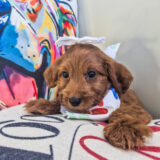 Raven Goldendoodle 03