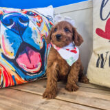 Raven Goldendoodle 04