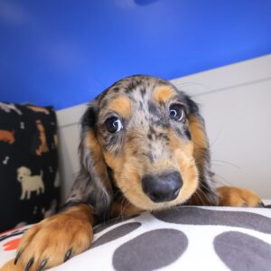 Rosy Dachshund 01 Rosy Dachshund 01