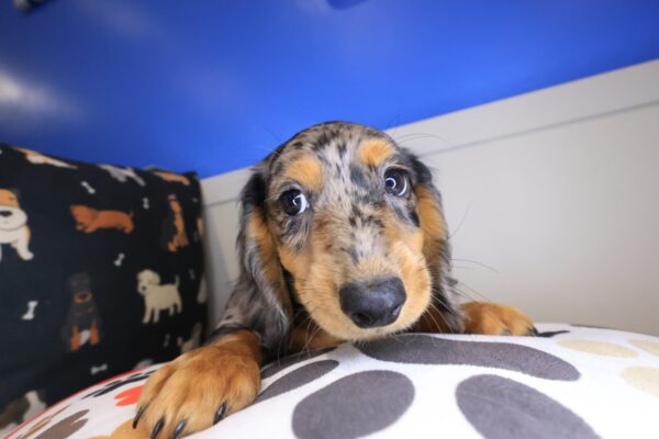 Rosy Dachshund 01