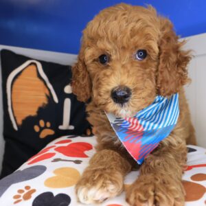 Ryu Goldendoodle 01 Ryu Goldendoodle 01
