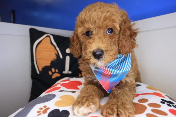 Ryu Goldendoodle 01