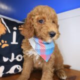 Ryu Goldendoodle 02