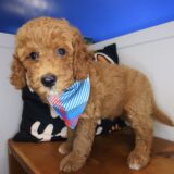 Ryu Goldendoodle 04