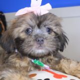 Sheena Shih Tzu 01