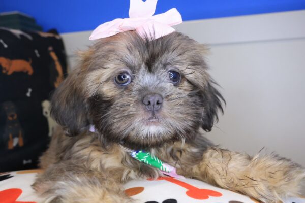 Sheena Shih Tzu 01