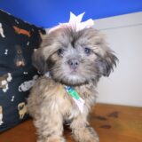 Sheena Shih Tzu 02