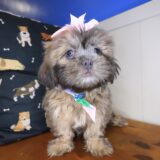 Sheena Shih Tzu 03