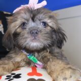 Sheena Shih Tzu 04