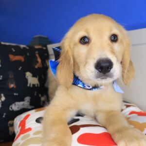 Shoelace Golden Retriever 01 Shoelace Golden Retriever 01
