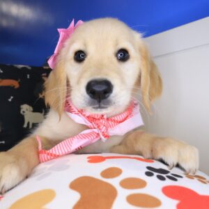 Siouxsie Golden Retriever 01 Siouxsie Golden Retriever 01