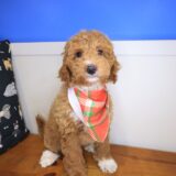 Sooty Goldendoodle 01