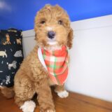 Sooty Goldendoodle 02