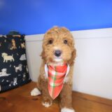 Sooty Goldendoodle 03