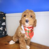 Sooty Goldendoodle 04