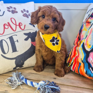 Spikel Goldendoodle 01 Spikel Goldendoodle 01