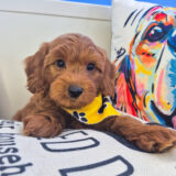 Spikel Goldendoodle 02