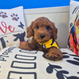 Spikel Goldendoodle 03