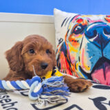 Spikel Goldendoodle 04