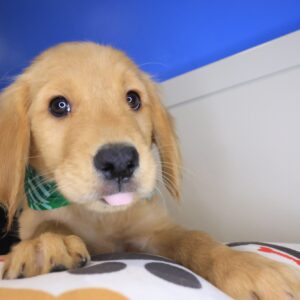 Spritzer Golden Retriever 01