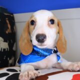 Taro Dachshund 01