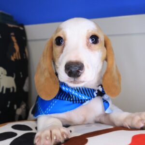 Taro Dachshund 01 Taro Dachshund 01