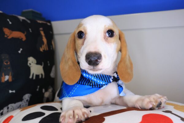 Taro Dachshund 01