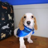 Taro Dachshund 02