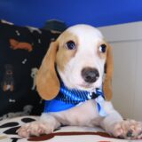 Taro Dachshund 03
