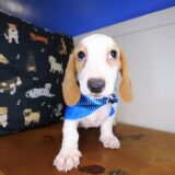 Taro Dachshund 04