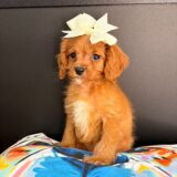 Teeny Cavapoo 01