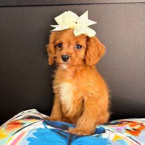 Teeny Cavapoo 01