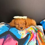 Teeny Cavapoo 02