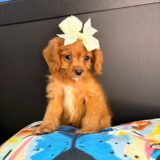 Teeny Cavapoo 03