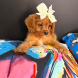 Teeny Cavapoo 04