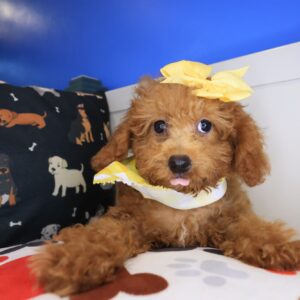 Teeny Poodle 01 Teeny Poodle 01