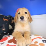 Therese Golden Retriever 01