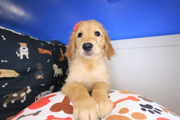 Therese Golden Retriever 01