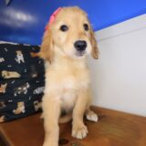 Therese Golden Retriever 02